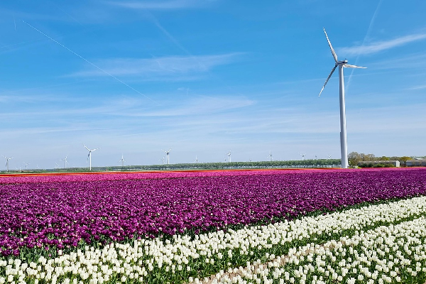 Polderlandschap in Flevoland met roze, paarse en witte tulpen en windmolen
